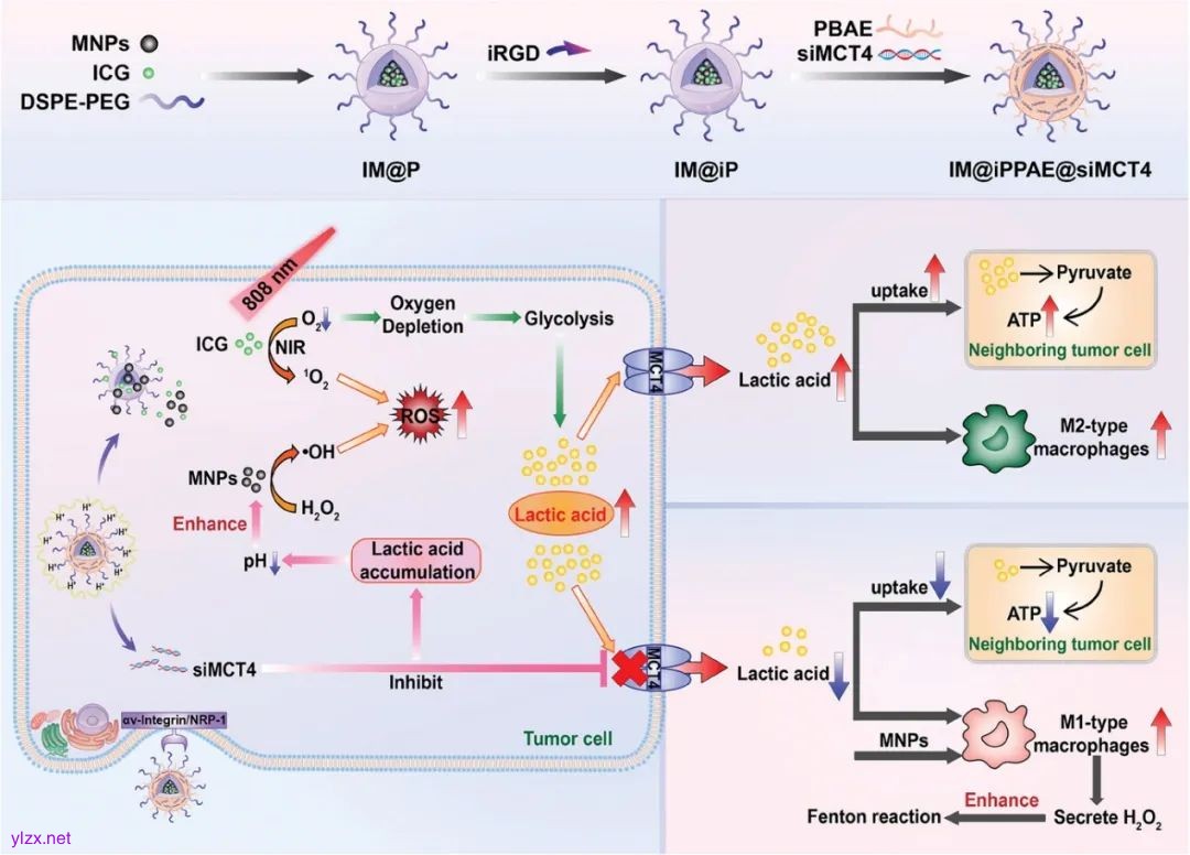 详细信息在图像后面的标题中