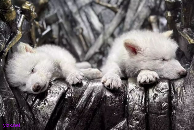 美国一公司称复活约12500年前灭绝的恐狼 培育3只恐狼幼崽 美国一公司称复活约12500年前灭绝的恐狼 培育3只恐狼幼崽