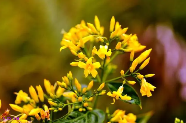 女子一口野菜吃进ICU 你知道自己采摘的野菜安全吗? 女子一口野菜吃进ICU 你知道自己采摘的野菜安全吗?