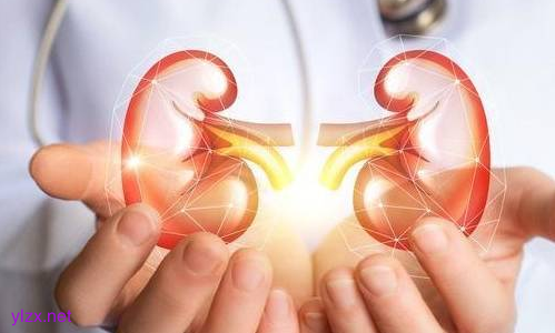 枸杞子是补肾阴虚还是补肾阳虚?夏季燥热男性能常吃枸杞吗? 枸杞子是补肾阴虚还是补肾阳虚?夏季燥热男性能常吃枸杞吗?