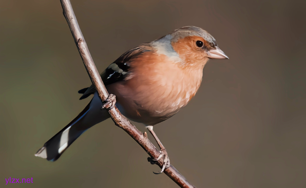 鸟类感染病毒后脖子扭转180度 是新城疫的典型千万别触摸