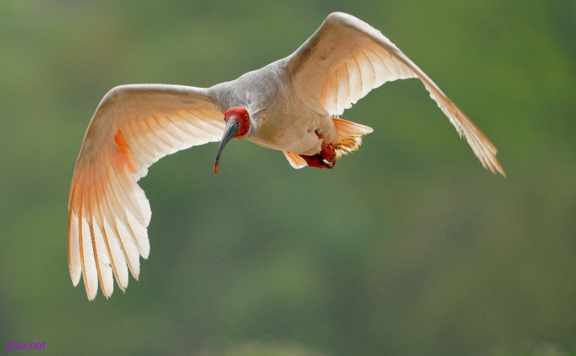 鸟类感染病毒后脖子扭转180度 是新城疫的典型千万别触摸