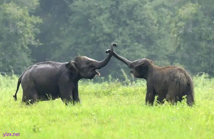 餐厅员工回应大象粪便做甜品 大象粪便可以吃吗？