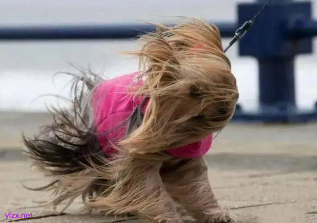 为啥4月有这么极端的大风 为何今年春季大风如此频繁? 为啥4月有这么极端的大风 为何今年春季大风如此频繁?