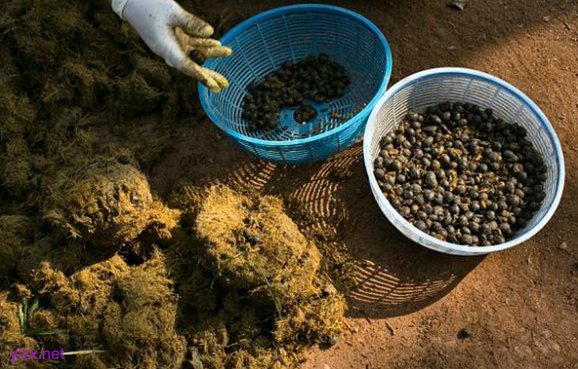 餐厅员工回应大象粪便做甜品 大象粪便可以吃吗？