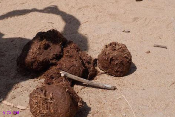 餐厅员工回应大象粪便做甜品 大象粪便可以吃吗？