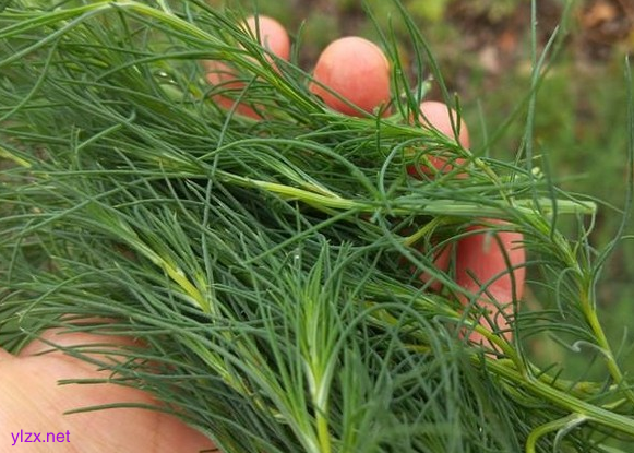 糖尿病患者可以吃猪毛菜吗?猪毛菜多吃可以控糖吗? 糖尿病患者可以吃猪毛菜吗?猪毛菜多吃可以控糖吗?