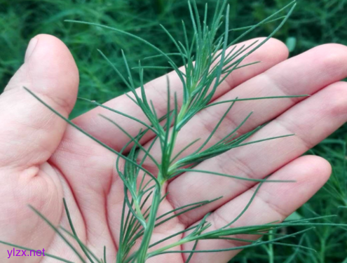 糖尿病患者可以吃猪毛菜吗?猪毛菜多吃可以控糖吗? 糖尿病患者可以吃猪毛菜吗?猪毛菜多吃可以控糖吗?